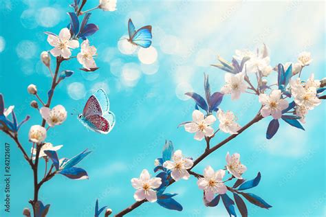 Beautiful Branch Of Blossoming Cherry And Blue Butterfly In Spring At