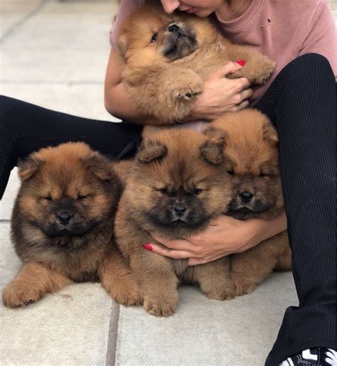 Your boxer puppy should be given a tour of the home. Chow Chow Puppies For Sale | Pittsburgh, PA #284252
