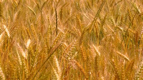 Free Images Field Barley Harvest Crop Agriculture Cereal Rye