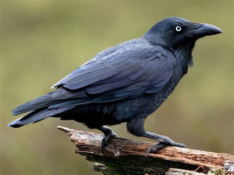 25 Birds That Look Like Crows Sonoma Birding