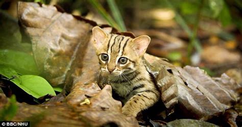 Worlds Tiniest Wildcat Could Fit In The Palm Of Your Hand