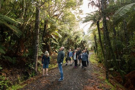 Auckland City Beaches And Rainforest Premium Small Group Tour In