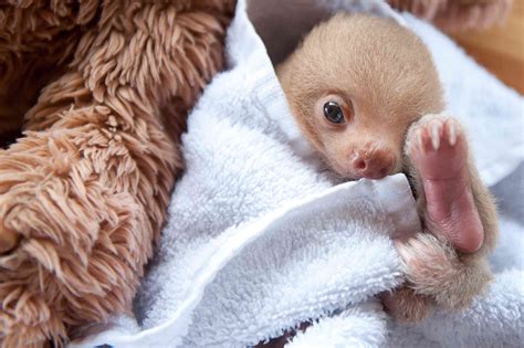 Slothlove Captures The Endearing Charm Of Orphaned Baby Sloths