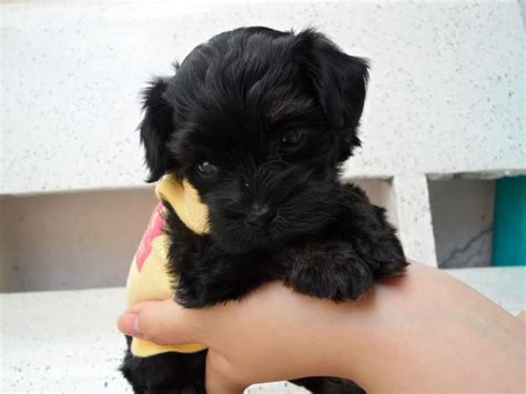 Maltese Poodle Puppies And Yorkie Mix Puppies Yorkshire Rockland Ottawa