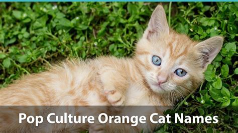 Hawaiian cat names based on locations. Top 200+ Names For Orange Cats: Funny, Traditional, Unique ...
