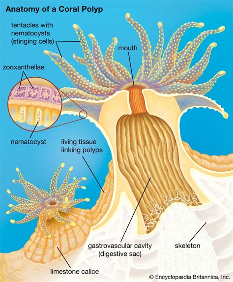 Coral Definition Types Location And Facts Britannica