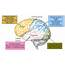 Brain Lobes And Their Functions