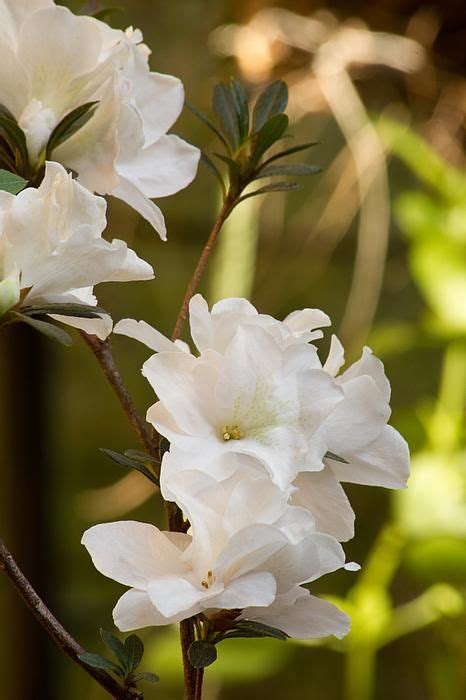 White Azalea Plant In Bloom Print By Maria Bedacht Plants White