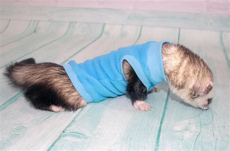 Ferret Clothes Sweater And T Shirt For Ferrets Warm Clothes Etsy