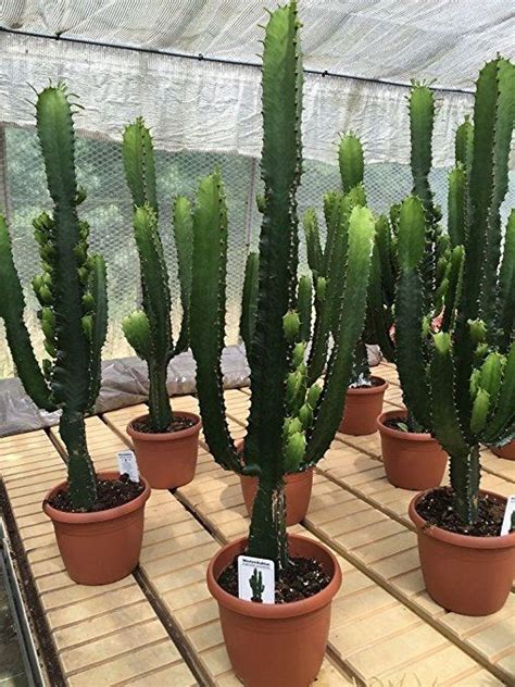 Euphorbia Acruensis Cactus Xxl Size 90cm Tall Potted Plants Outdoor