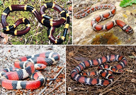 Coral Snake And Mimics Encyclopedia Of Arkansas