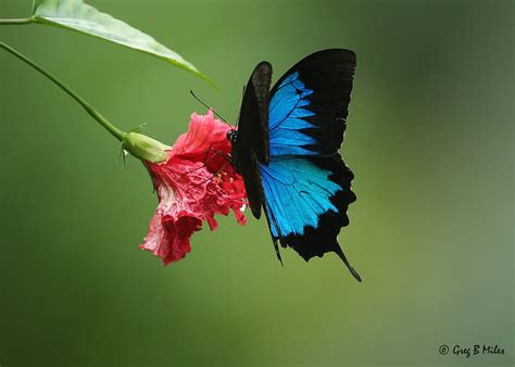 Ulysses Butterfly Flickr Photo Sharing