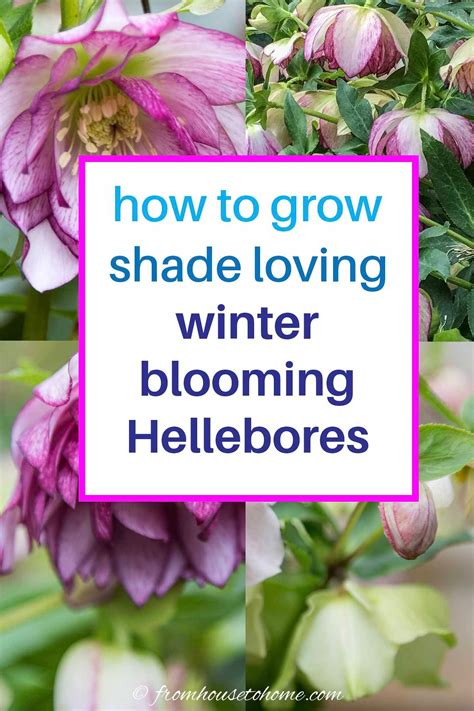 Hellebore Care And Planting Guide How To Grow Lenten Rose Gardener