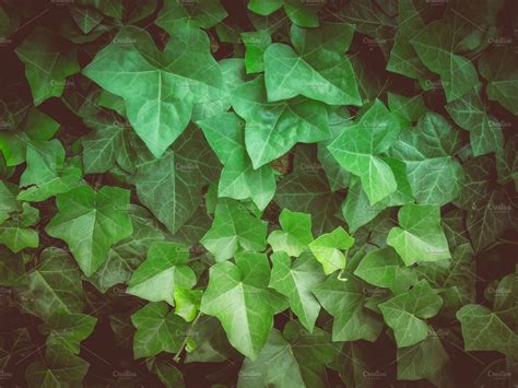 Ivy Featuring Ivy Green And Plant Nature Stock Photos Creative Market