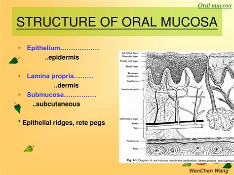 Oral Mucosa Structure