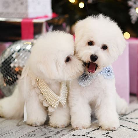 Historical Facts About Bichon Frises You Might Not Know Page Of