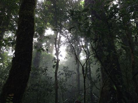 Mist In The Rainforest
