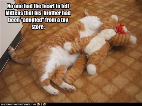 As mentioned above, the average litter size is between three and five kittens. Can kittens in a litter have different fathers? - Way of ...