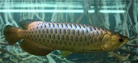 Ikan kelisa ini mati dengan saiznya lebih kurang 30cm. SK aquaculture sdn bhd (RnR aquaculture sdn bhd ...