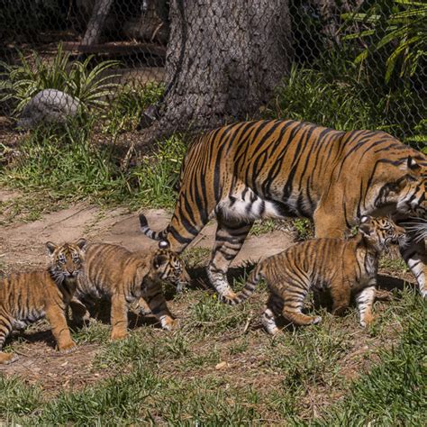 Endangered Sumatran Tiger Cubs Debut Zoonooz