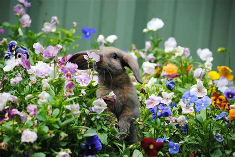 17 Adorable Photos Of Animals Smelling Flowers