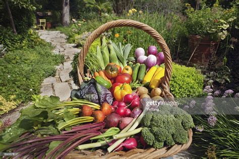 Summer Harvest Of Fresh Garden Vegetable Varieties In Basket Hz High