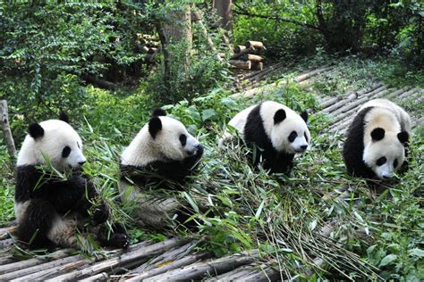 Celebrate National Giant Panda Day On March 16th Nature And Wildlife