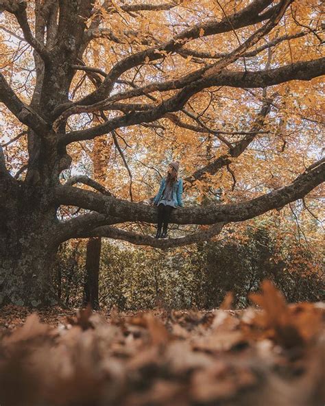 Websta Helloemilie Climbing Trees Autumn Instagram Instagram