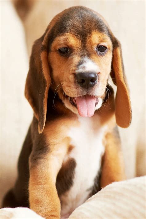 Beagle Puppies 25 Beautiful Beagles Talk To Dogs