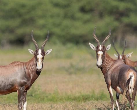 Blesbok Antelope — Bar H Bar Hunting