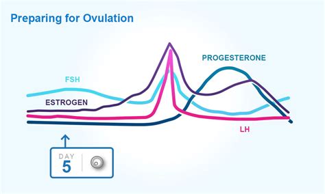 Ovulation 24 Day Menstrual Cycle
