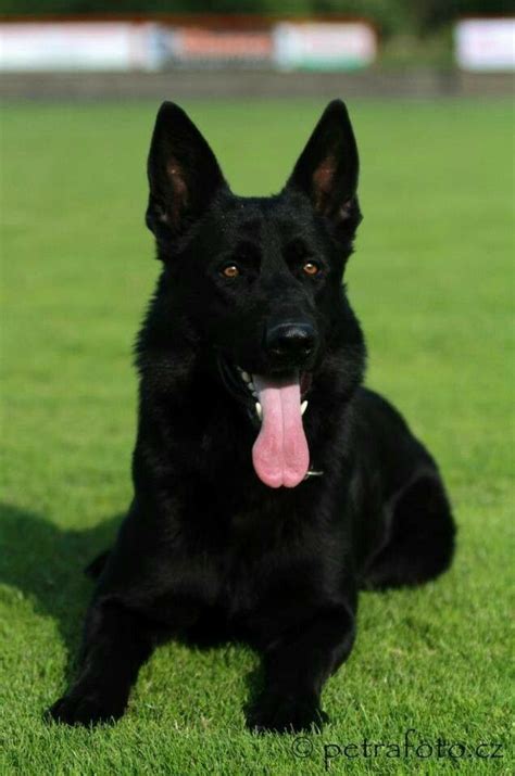 Schwarzer schaeferhund welpen in der rubrik tiermarkt. Very beautiful germen sheperd (mit Bildern) | Schäferhunde ...