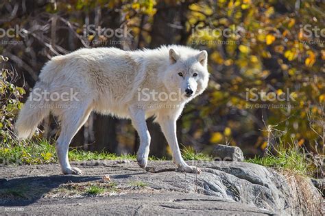 Male Arctic Wolf Stock Photo Download Image Now Animal Animal