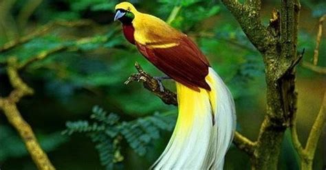 Burung yang berasal dari famili flycatcher ini hidup di sekitar asia tenggara meliputi filipina, malaysia dan indonesia. Hulla Info | Burung Cendrawasih, Burung Yang Terindah Di ...