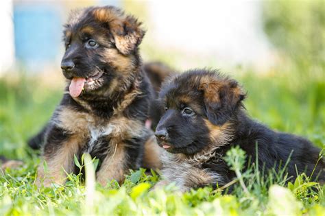 German Shepherd Dog Breed Guide | Pet Insurance Review