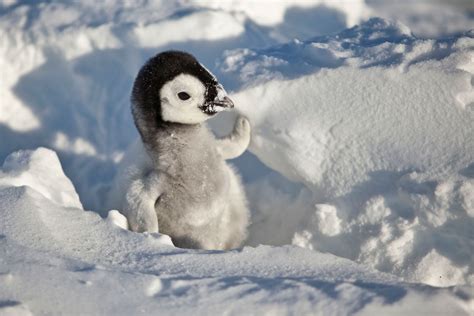 This Adorable Baby Penguin Rpenguins