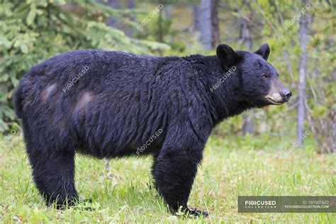 American Black Bear Ursus Americanus On Meadow Side View — Carnivore