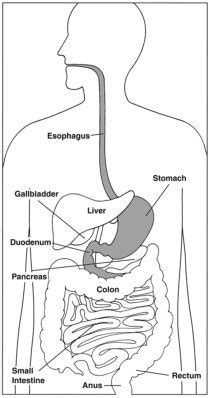Download this human backbone vector illustration now. Well Labelled Diagram Of Human Digestive System - Made By ...