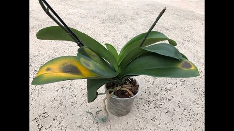 Phalaenopsis Orchid Leaves How I Damaged Them Warning Careful When