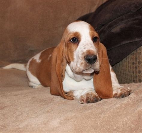 Basset Hound Puppies For Sale Peachtree City Ga 319603