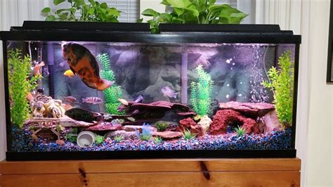 Can Oscar Fish Live With African Cichlids Youtube