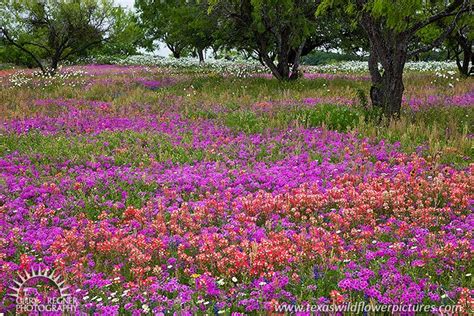 Maybe you would like to learn more about one of these? Texas Wildflower and Bluebonnet Sightings Report : Texas ...