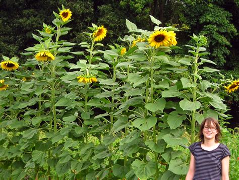 Tall Sunflower Plants