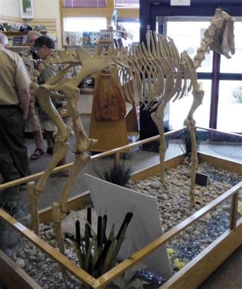 The collections number about 140,000 specimens. Paleontology 101: The Hagerman Horse, Equus simplicidens