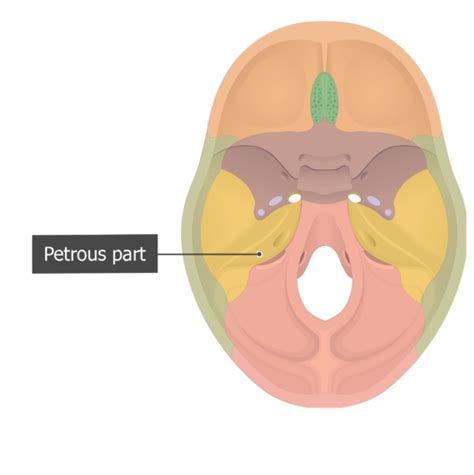 Temporal Bone Petrous Part Anatomy