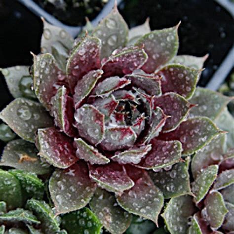 Sempervivum Red Rubin Hens And Chicks Plants Streambank Gardens