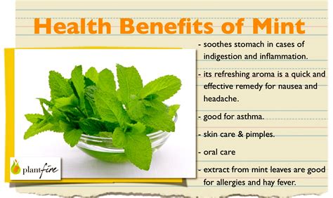 Mint Nutritional Benefits