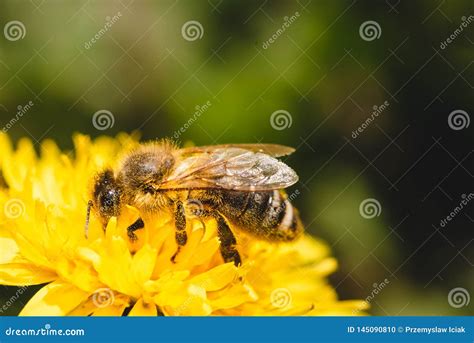 Honey Bee Covered With Yellow Pollen Collecting Nectar From Dandelion