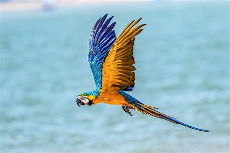 Birds Flying Red Colorful Macaw Red Macaw Colorful Macaw Long