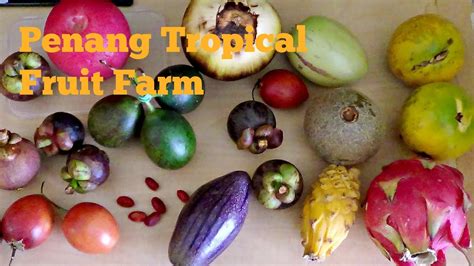 Our team works hard to help the results compiled are acquired by taking your search that fruit is never found singly and breaking it down to search through our database for. Penang Tropical Fruit Farm (Star Apple, Coffee berries ...